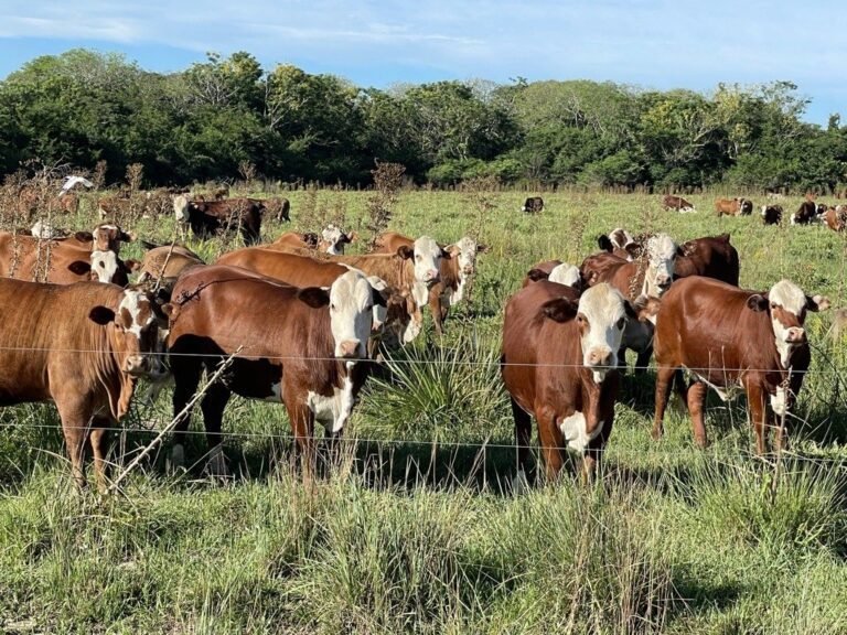 Guía para Prevenir Enfermedades Comunes en Rumiantes de Granja