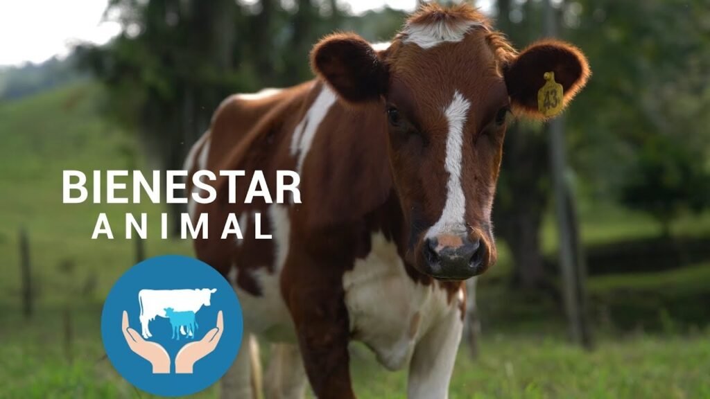 Educación y Capacitación en Bienestar Animal para Productores